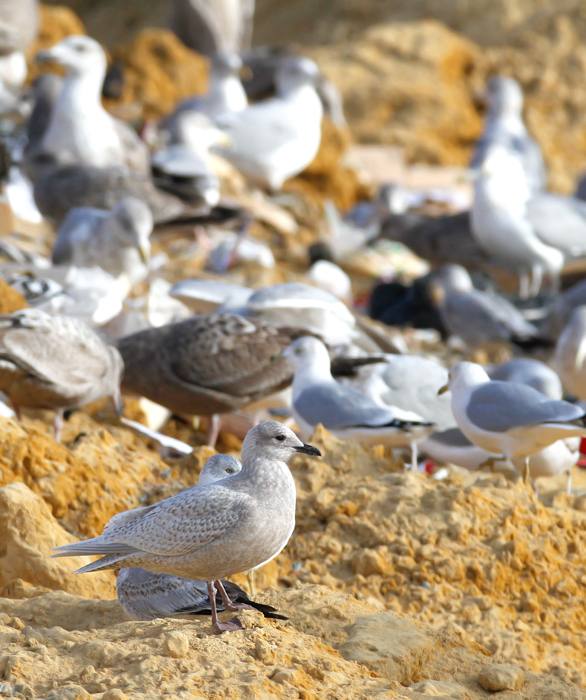 A first-cycle Iceland Gull in Wicomico County, Maryland (1/8/2010).
