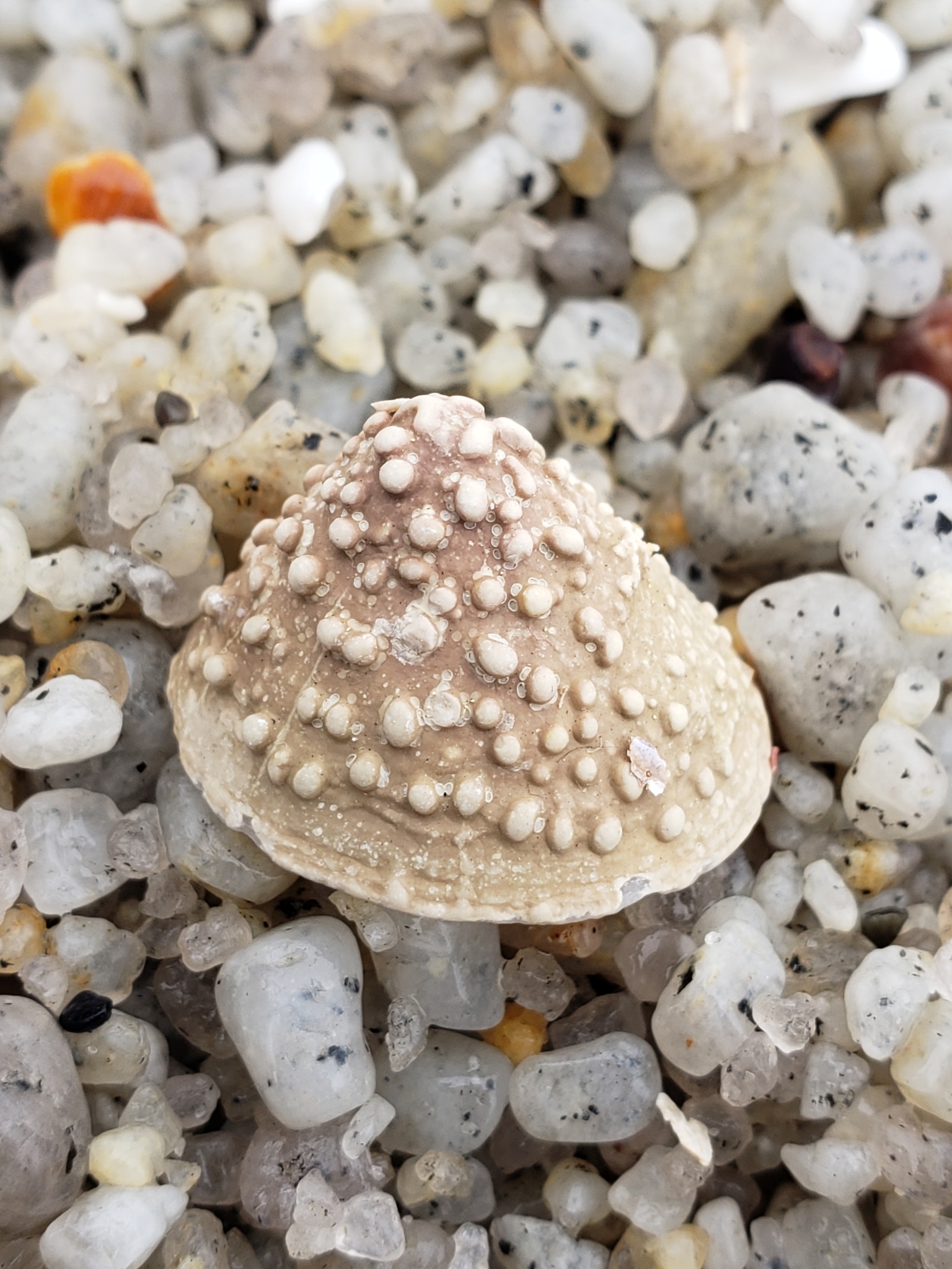 Whitecap Limpet in Monterey County, California (10/24/2020).