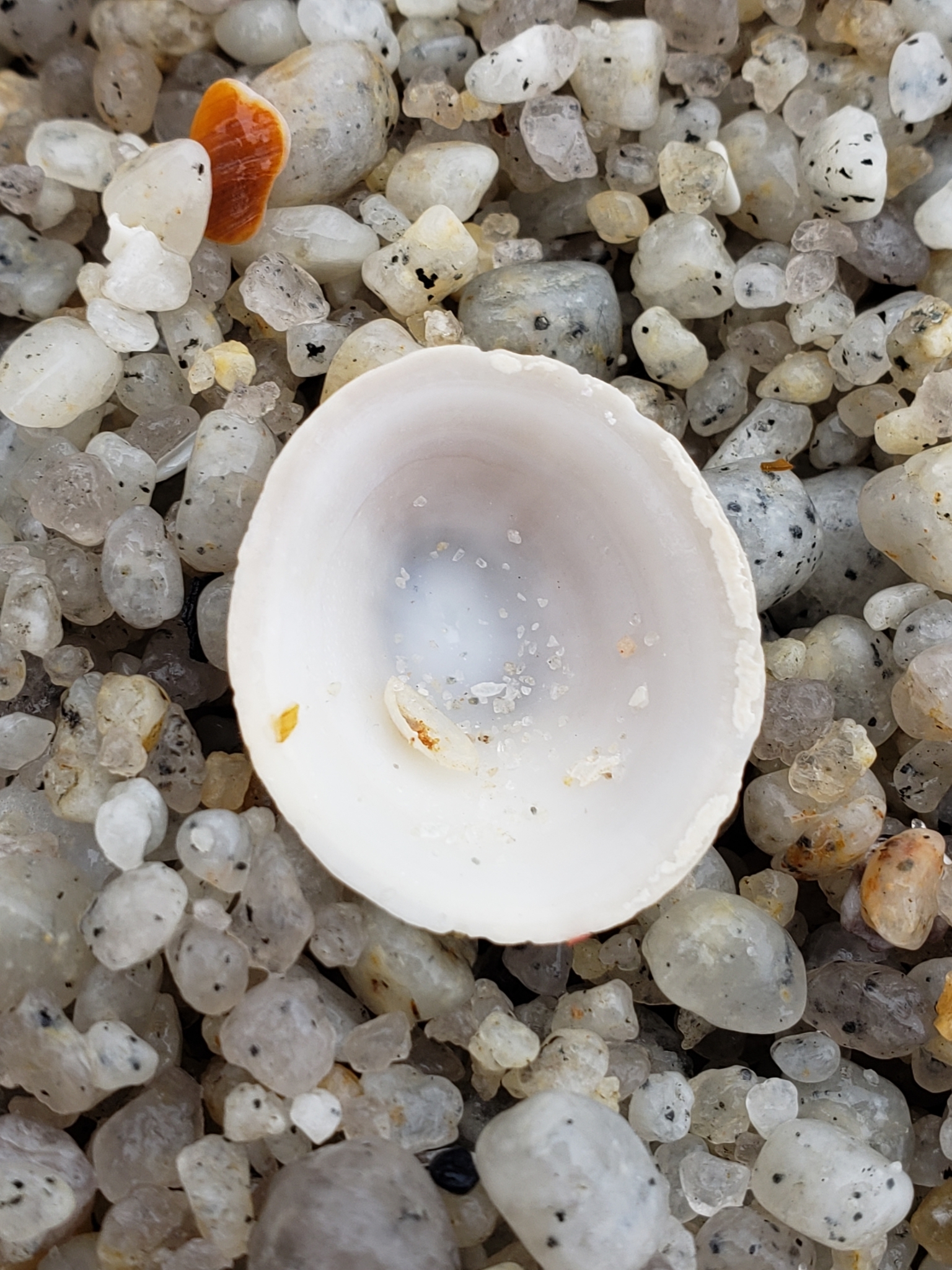 Whitecap Limpet in Monterey County, California (10/24/2020).