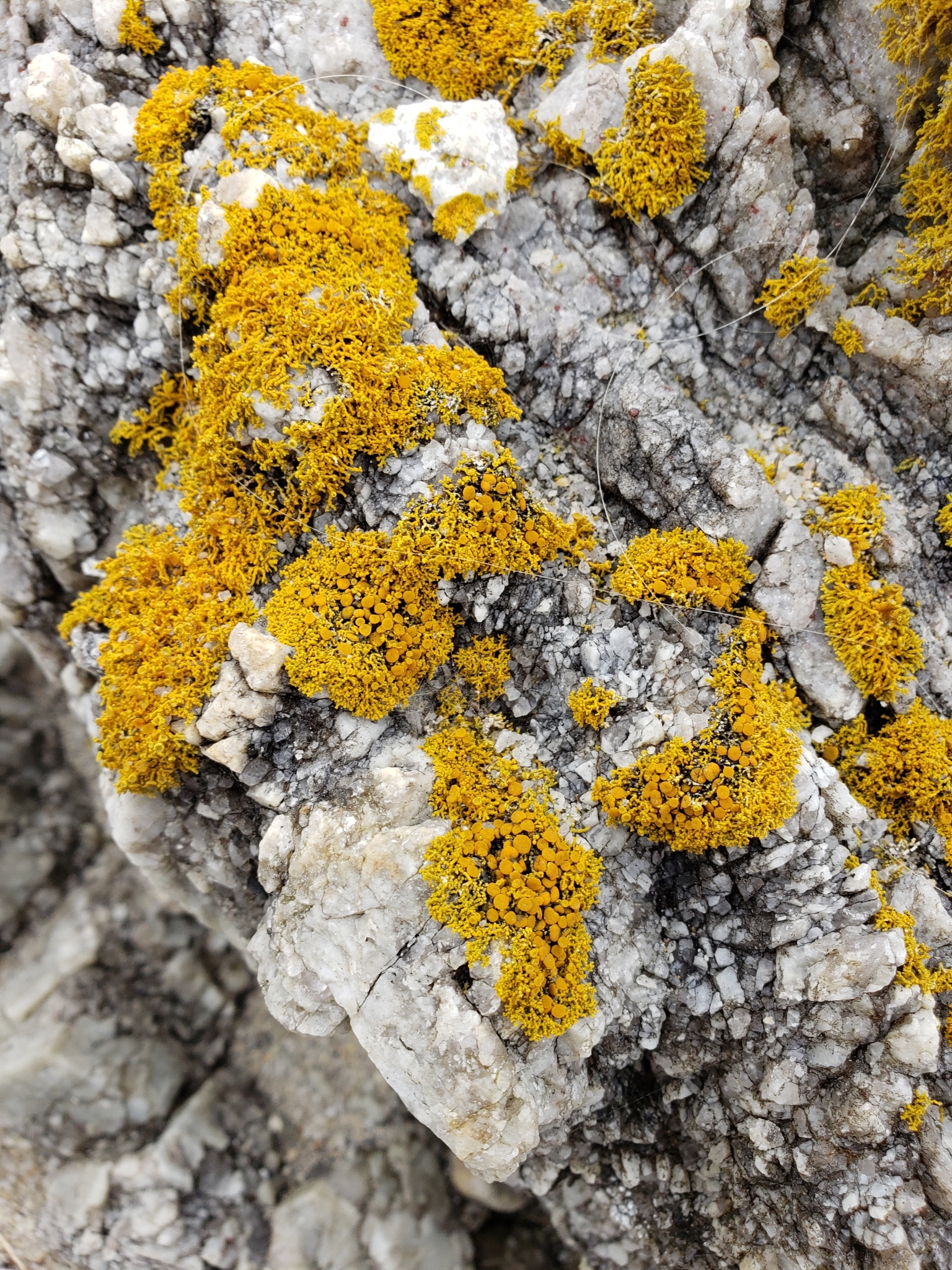 Family Teloschistaceae in Monterey County, California (10/24/2020).