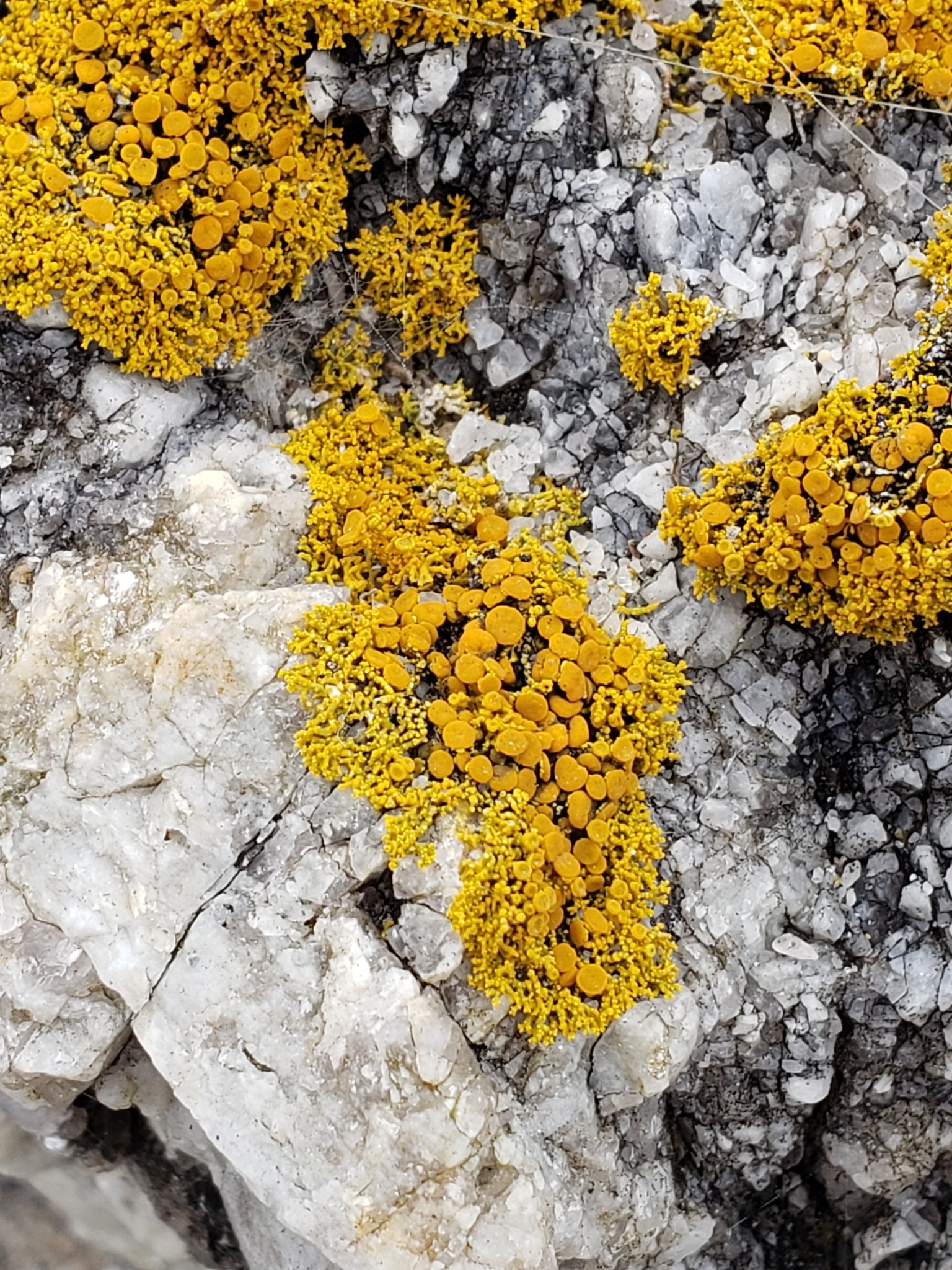 Family Teloschistaceae in Monterey County, California (10/24/2020).