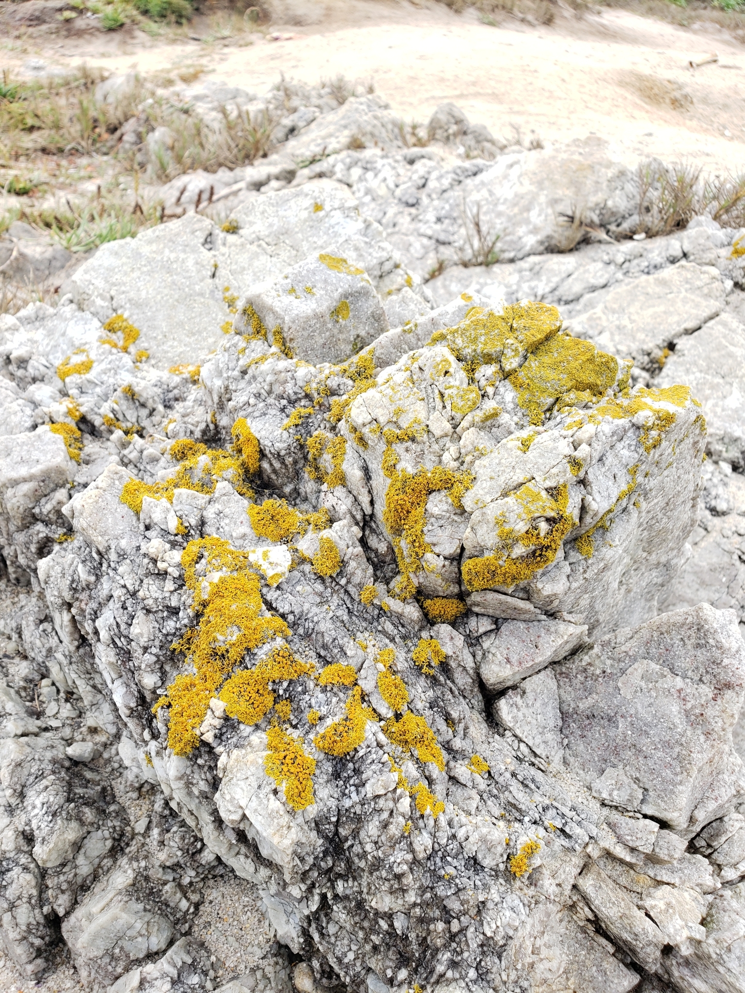 Family Teloschistaceae in Monterey County, California (10/24/2020).