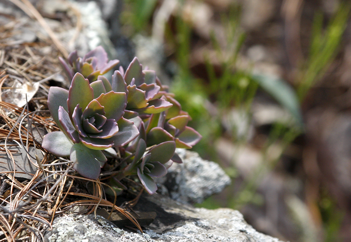 Genus<em> Sedum</em> in Allegany County, Maryland (4/19/2008).