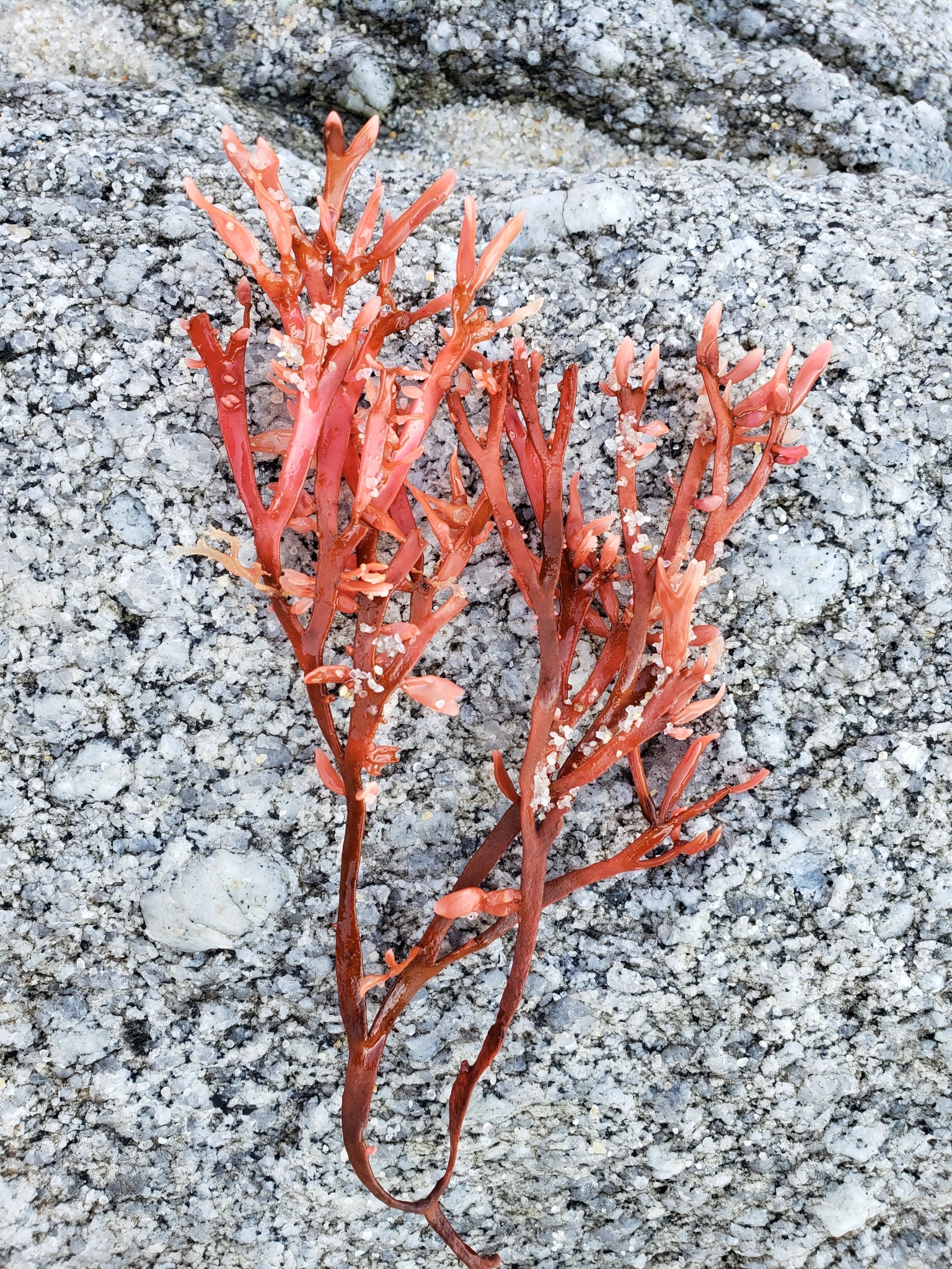 Genus<em> Prionitis</em> in Monterey County, California (11/19/2020).