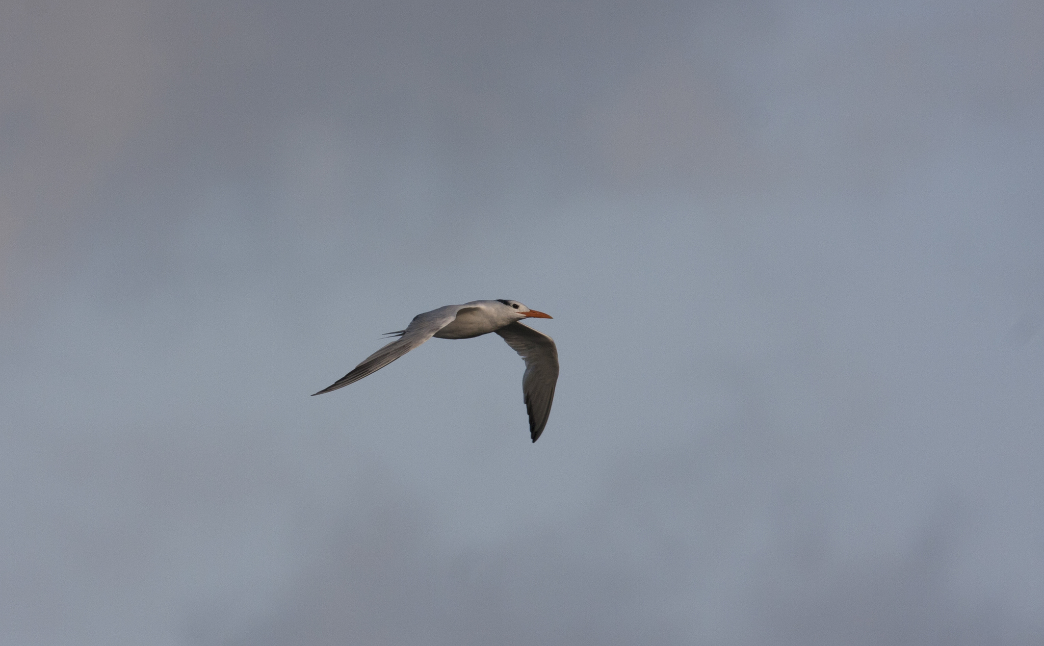 Royal Tern in Worcester County, Maryland (9/26/2009).