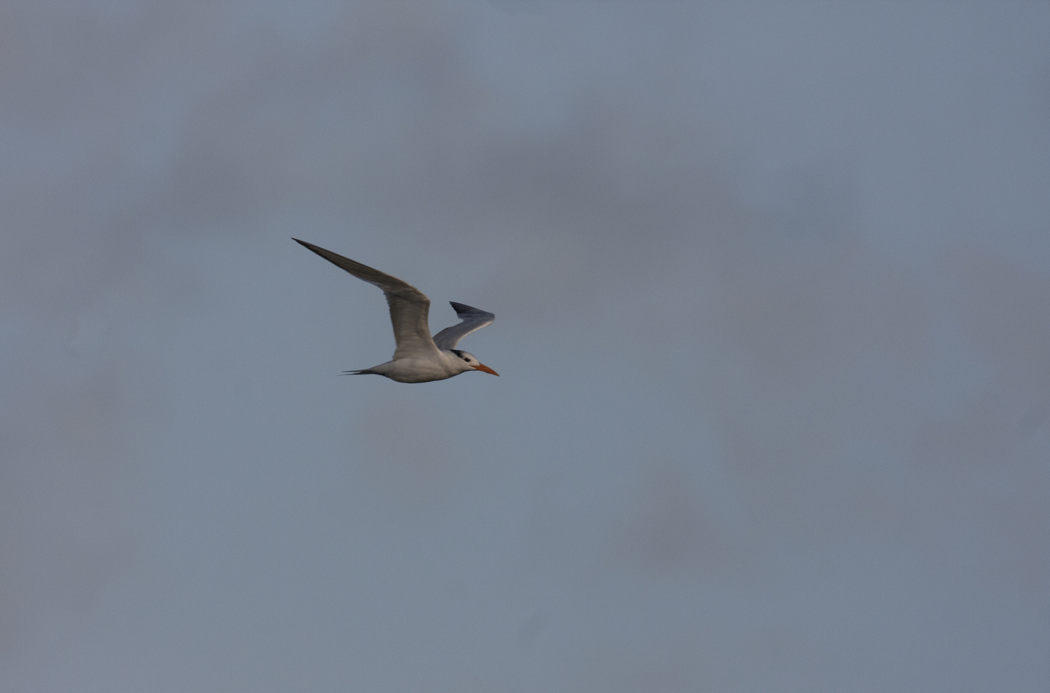 Royal Tern in Worcester County, Maryland (9/26/2009).