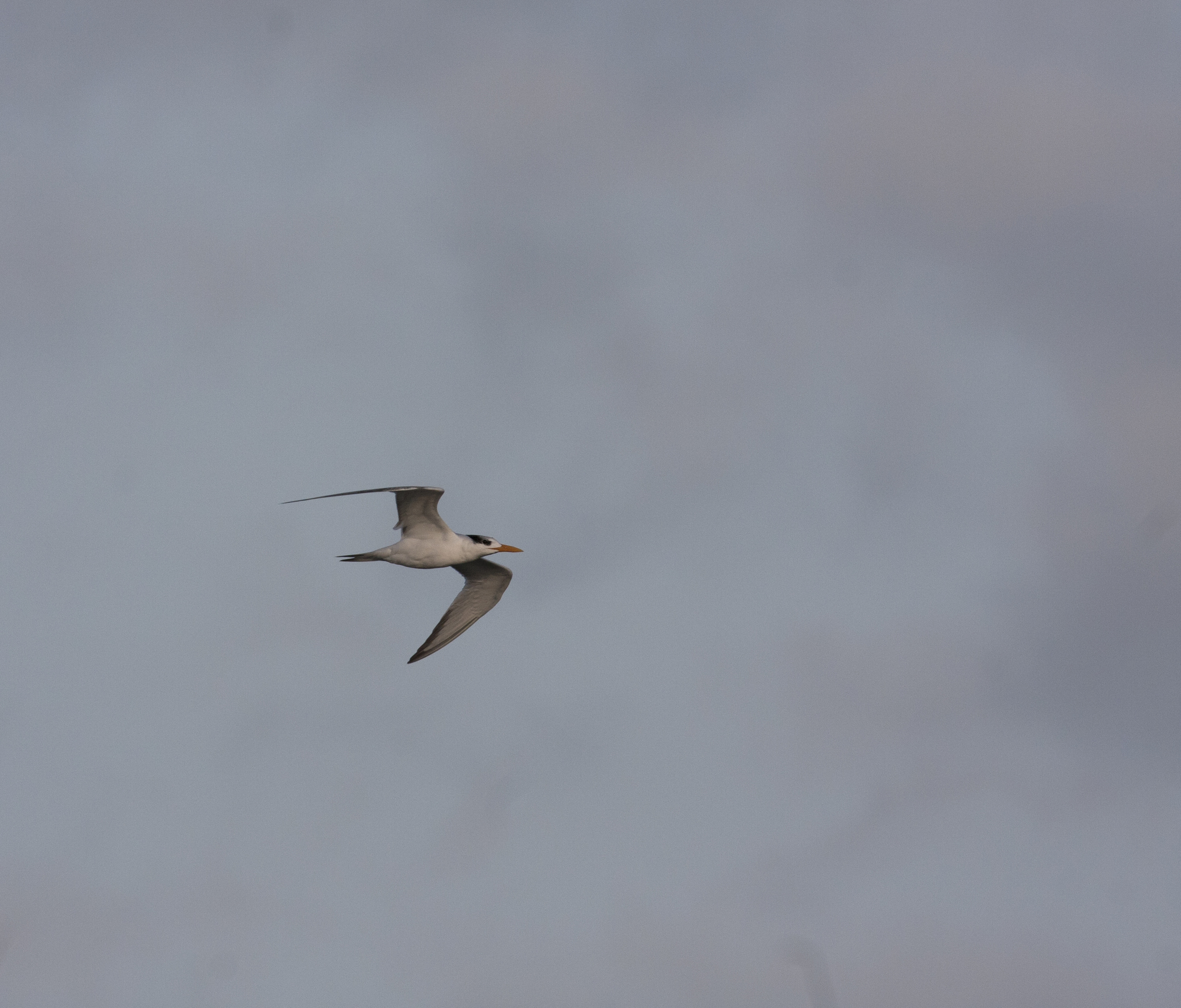 Royal Tern in Worcester County, Maryland (9/26/2009).