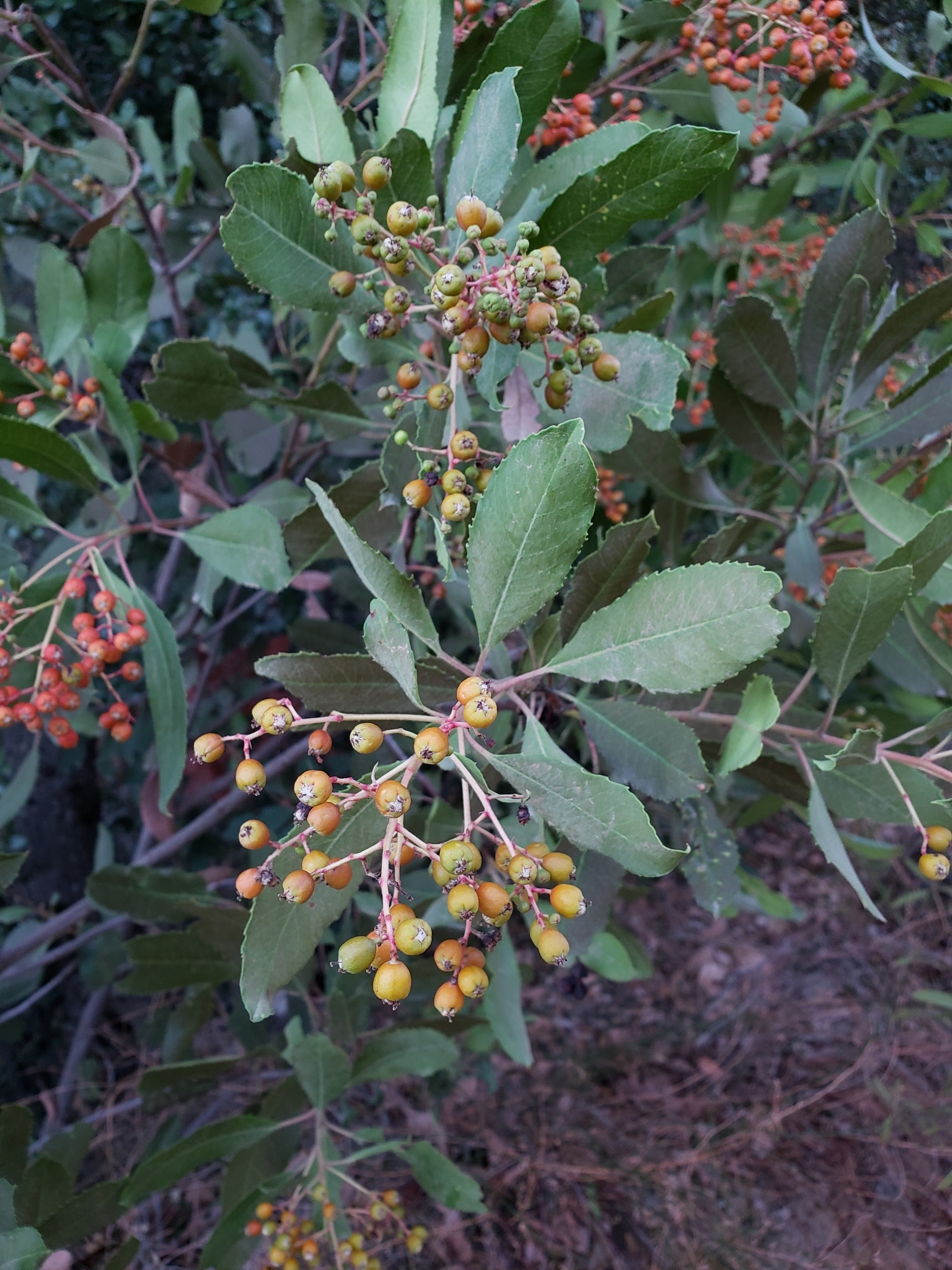 Genus<em> Heteromeles</em> in Monterey County, California (11/21/2020).