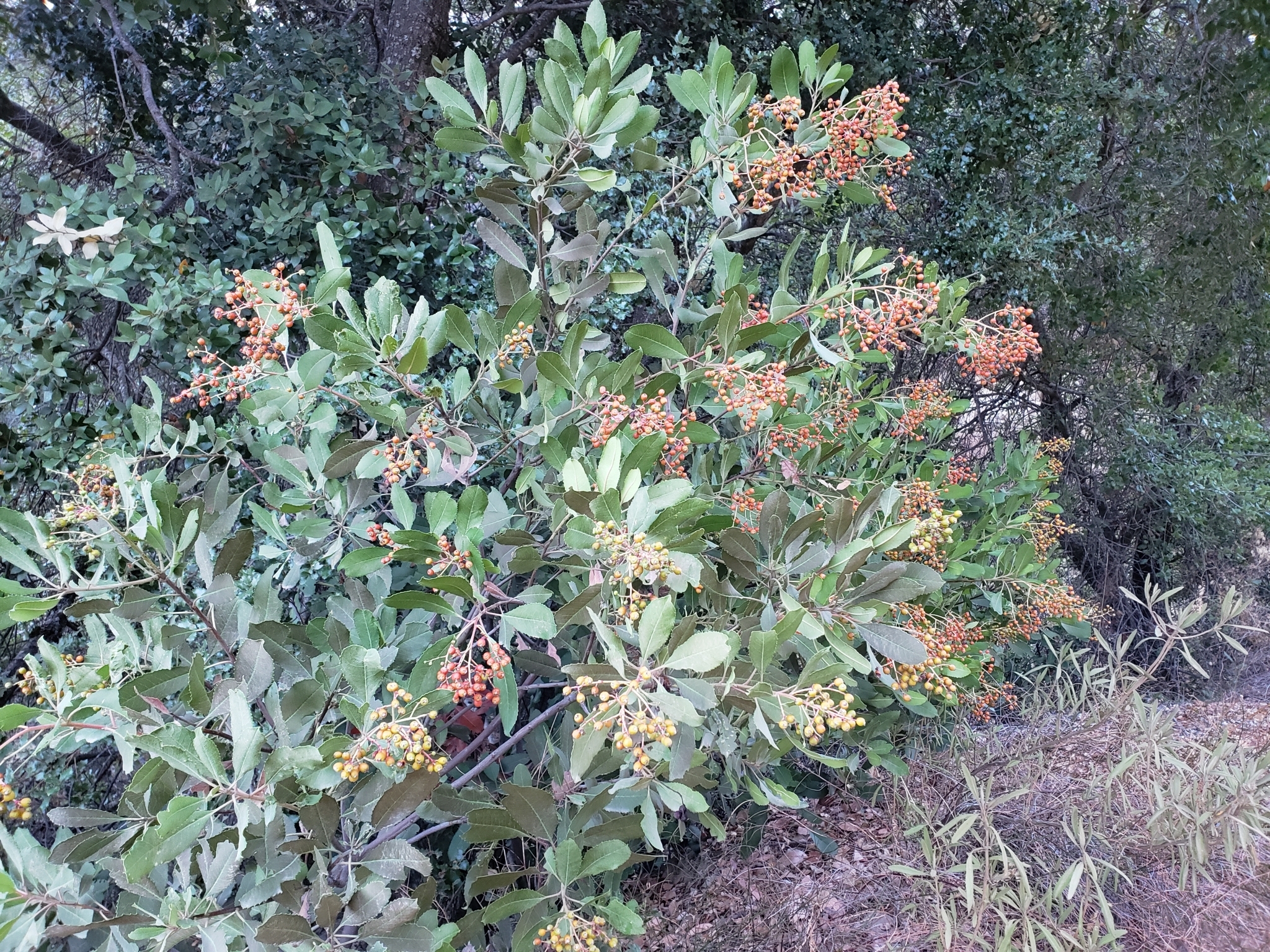 Genus<em> Heteromeles</em> in Monterey County, California (11/21/2020).