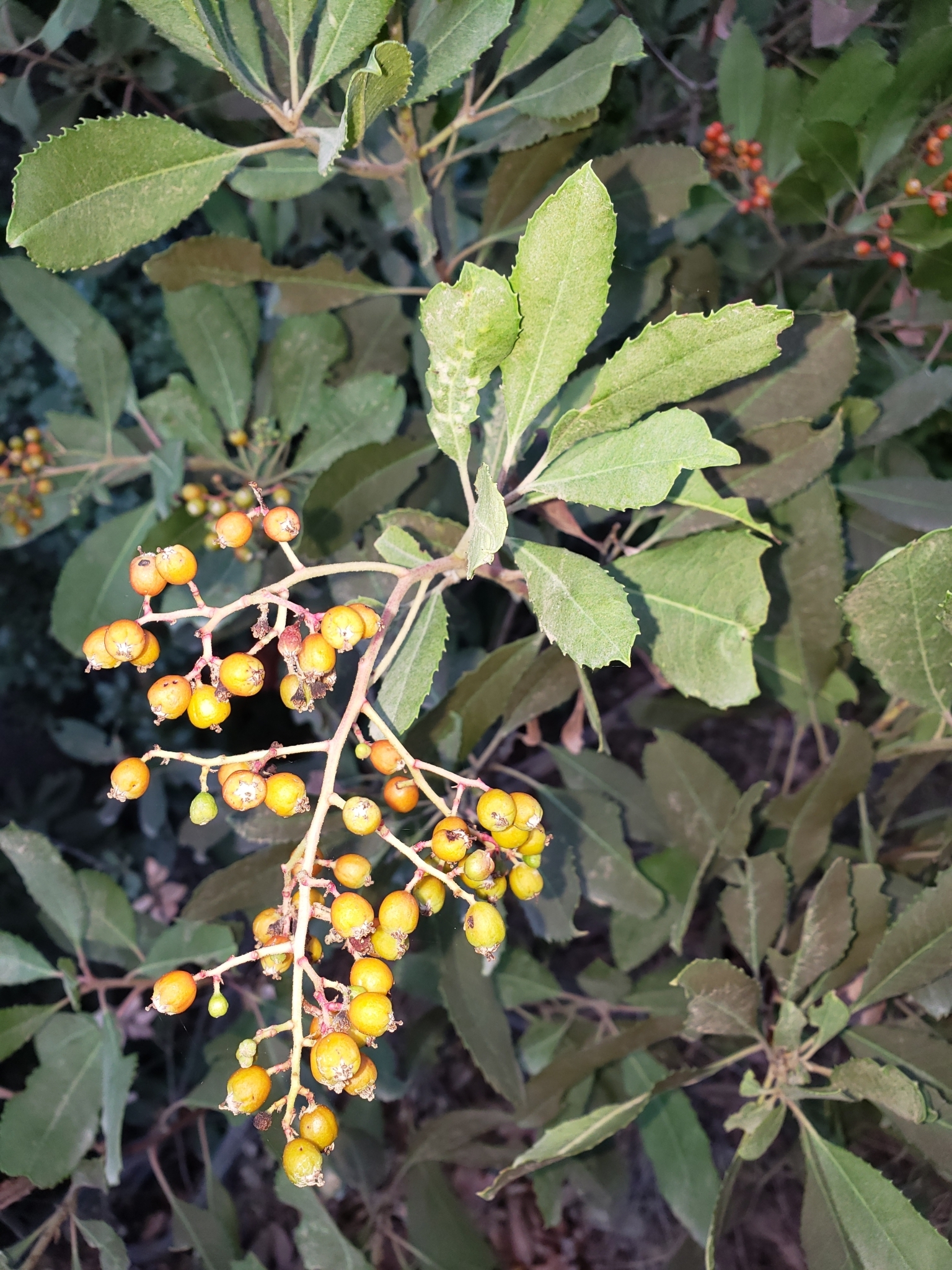 Genus<em> Heteromeles</em> in Monterey County, California (11/21/2020).