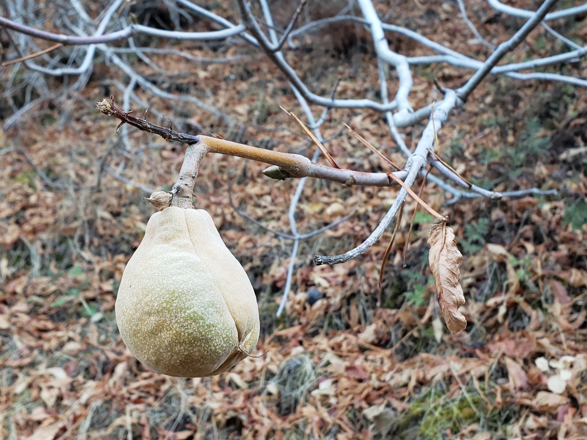 California Buckeye in Monterey County, California (11/21/2020).