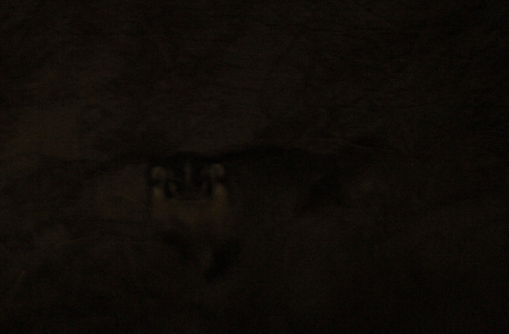 American Badger in Monterey County, California (11/21/2020).