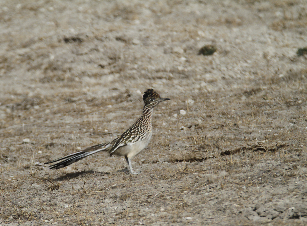 Greater Roadrunner in Monterey County, California (11/21/2020).