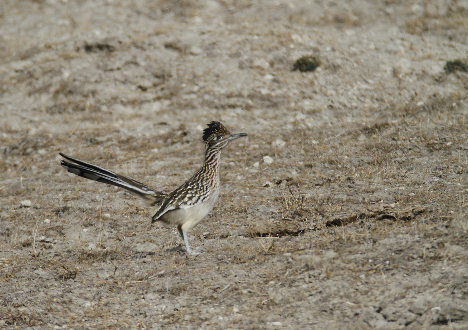 Greater Roadrunner in Monterey County, California (11/21/2020).