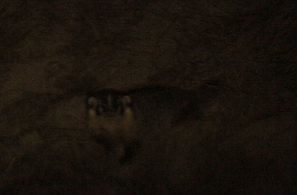 An American Badger in Monterey County, California (11/21/2020). My first. Look was great, but poor documentation photo at high ISO through windshield.