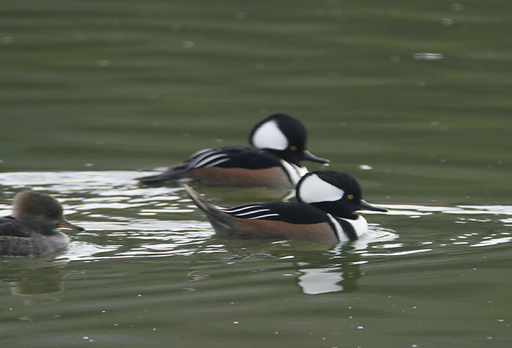 Hooded Merganser in Monterey County, California (11/21/2020).