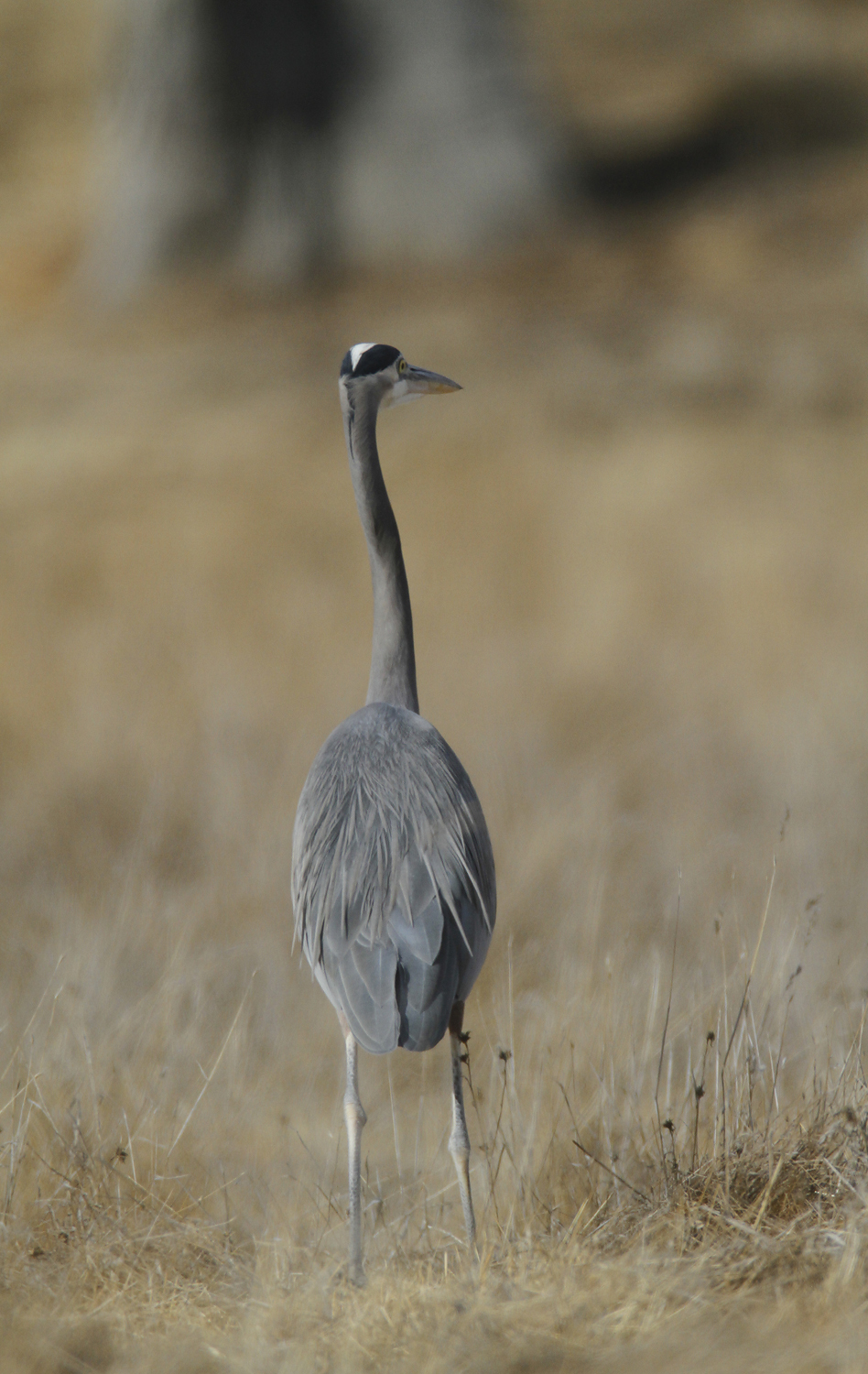 Great Blue Heron in San Benito County, California (11/21/2020).