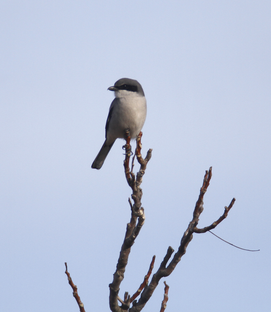 Loggerhead Shrike in Monterey County, California (11/21/2020).