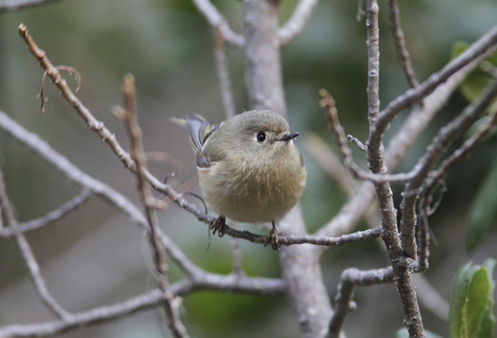 Ruby-crowned Kinglet in Monterey County, California (11/21/2020).