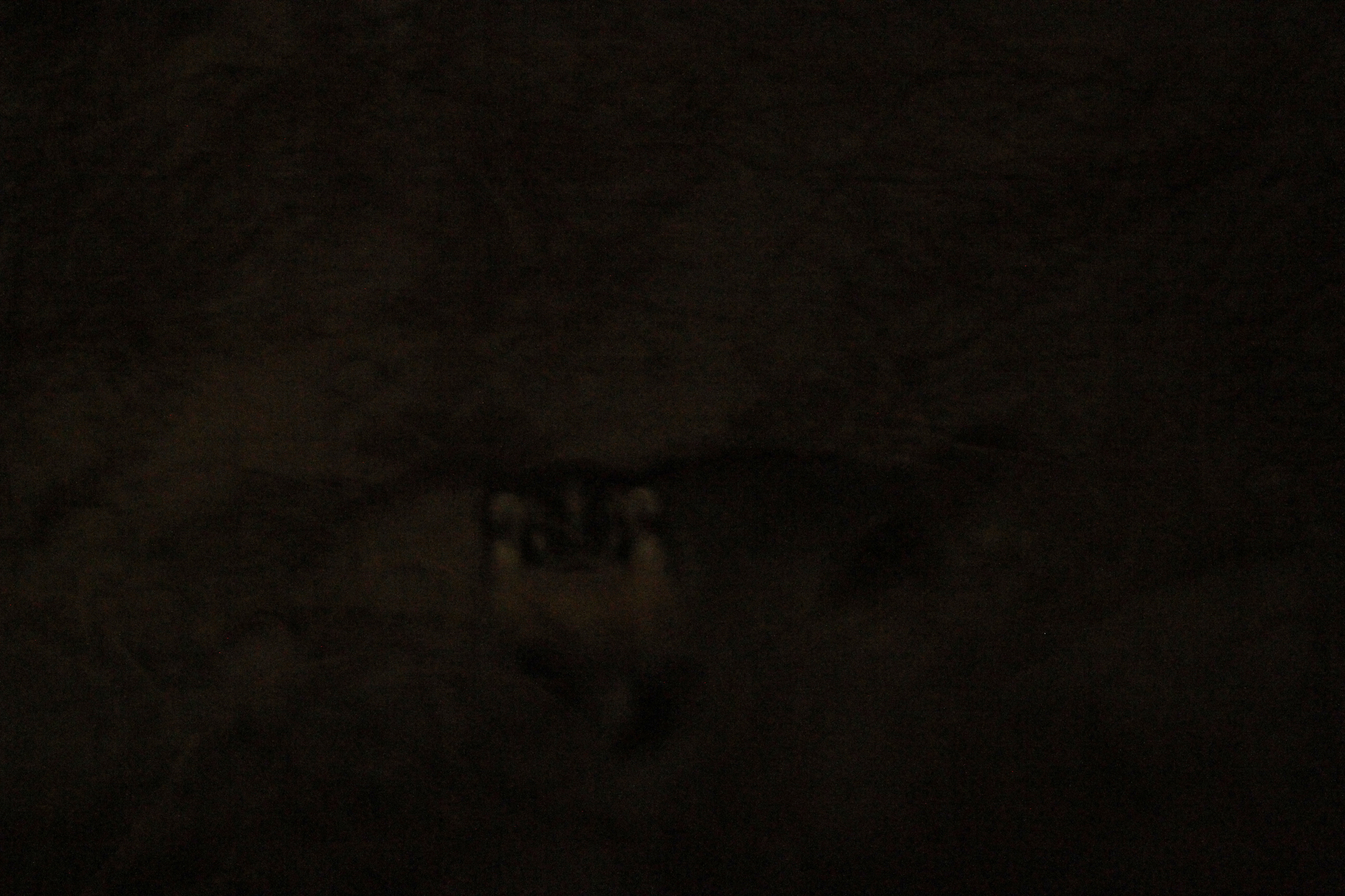 American Badger in Monterey County, California (11/21/2020).