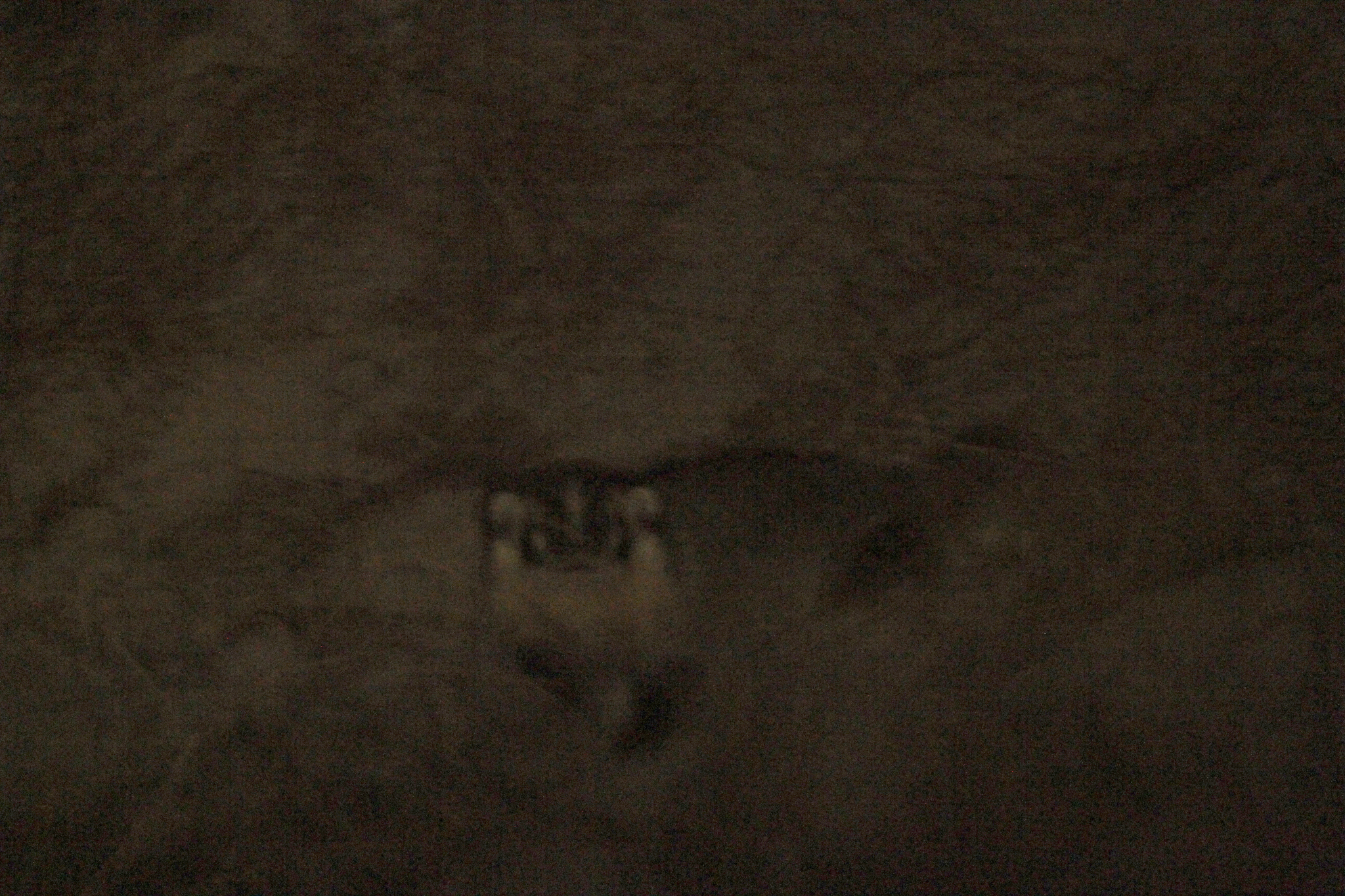 American Badger in Monterey County, California (11/21/2020).
