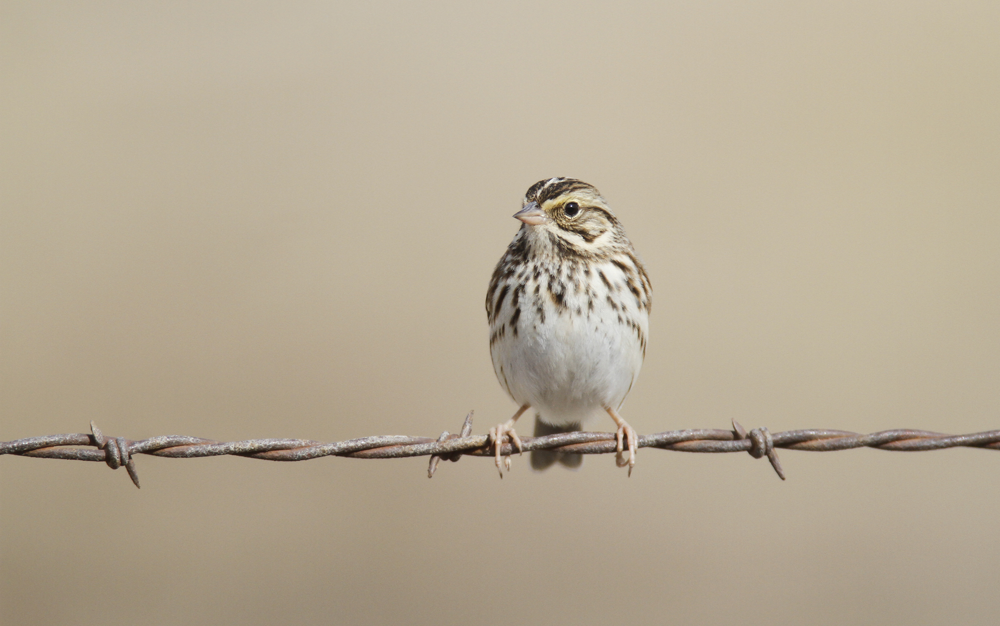 Savannah Sparrow in Monterey County, California (11/21/2020).