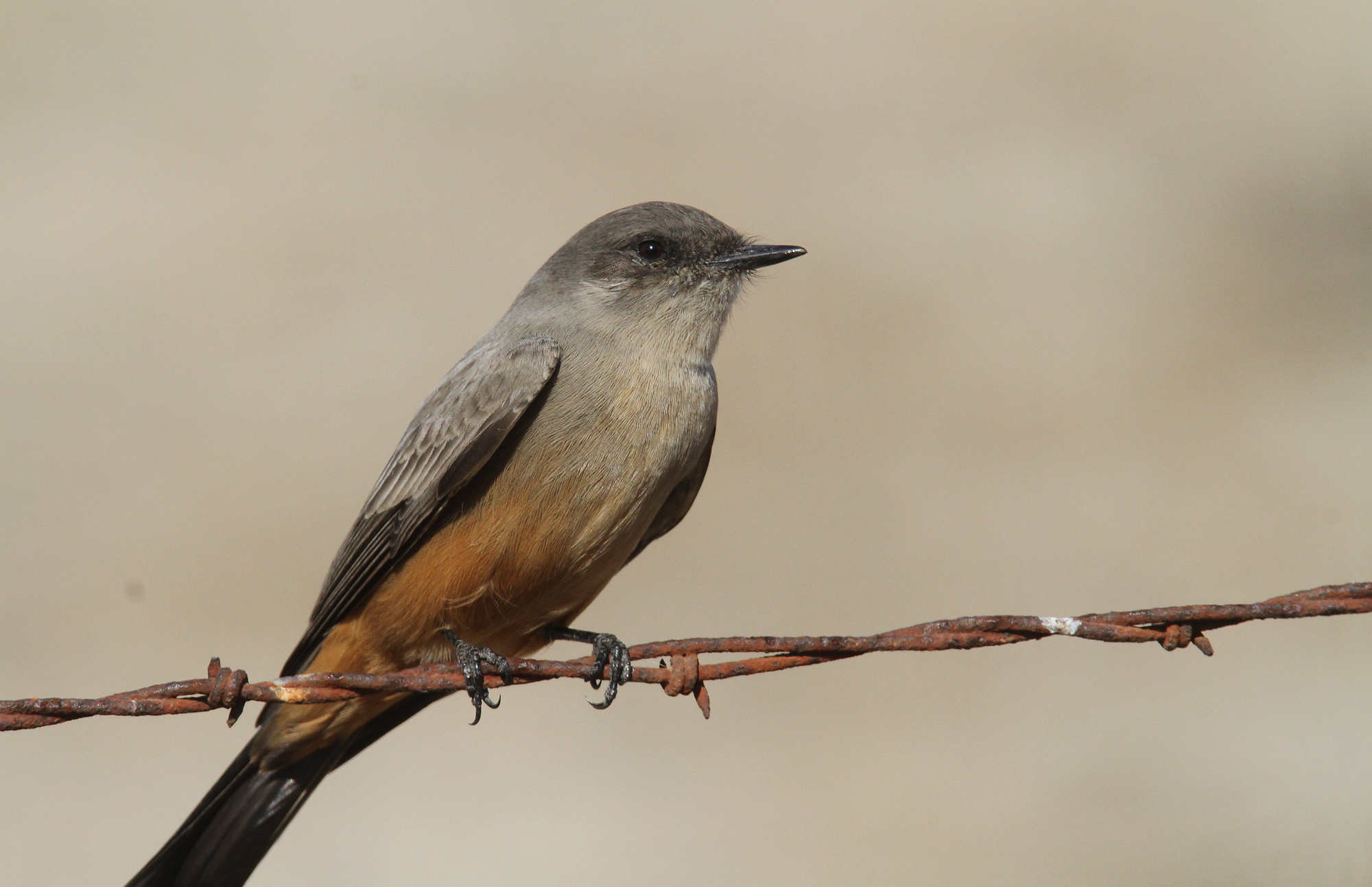 Say's Phoebe in Monterey County, California (11/21/2020).