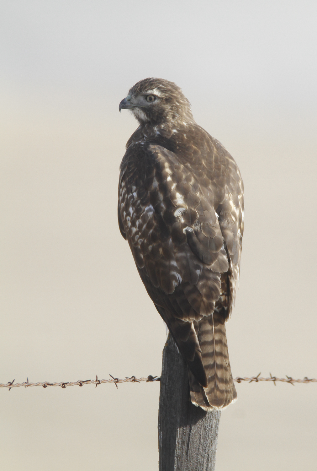 Red-tailed Hawk in Monterey County, California (11/21/2020).