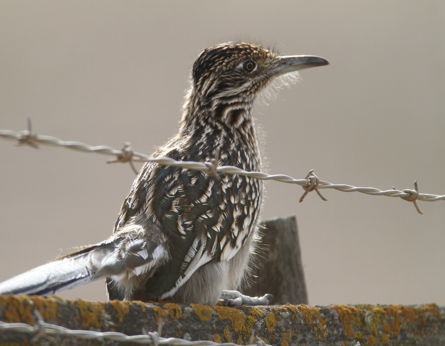 Greater Roadrunner in Monterey County, California (11/21/2020).