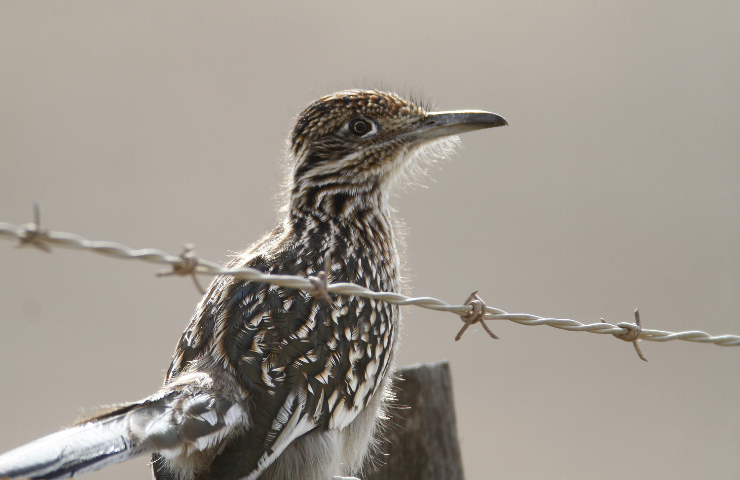 Greater Roadrunner in Monterey County, California (11/21/2020).