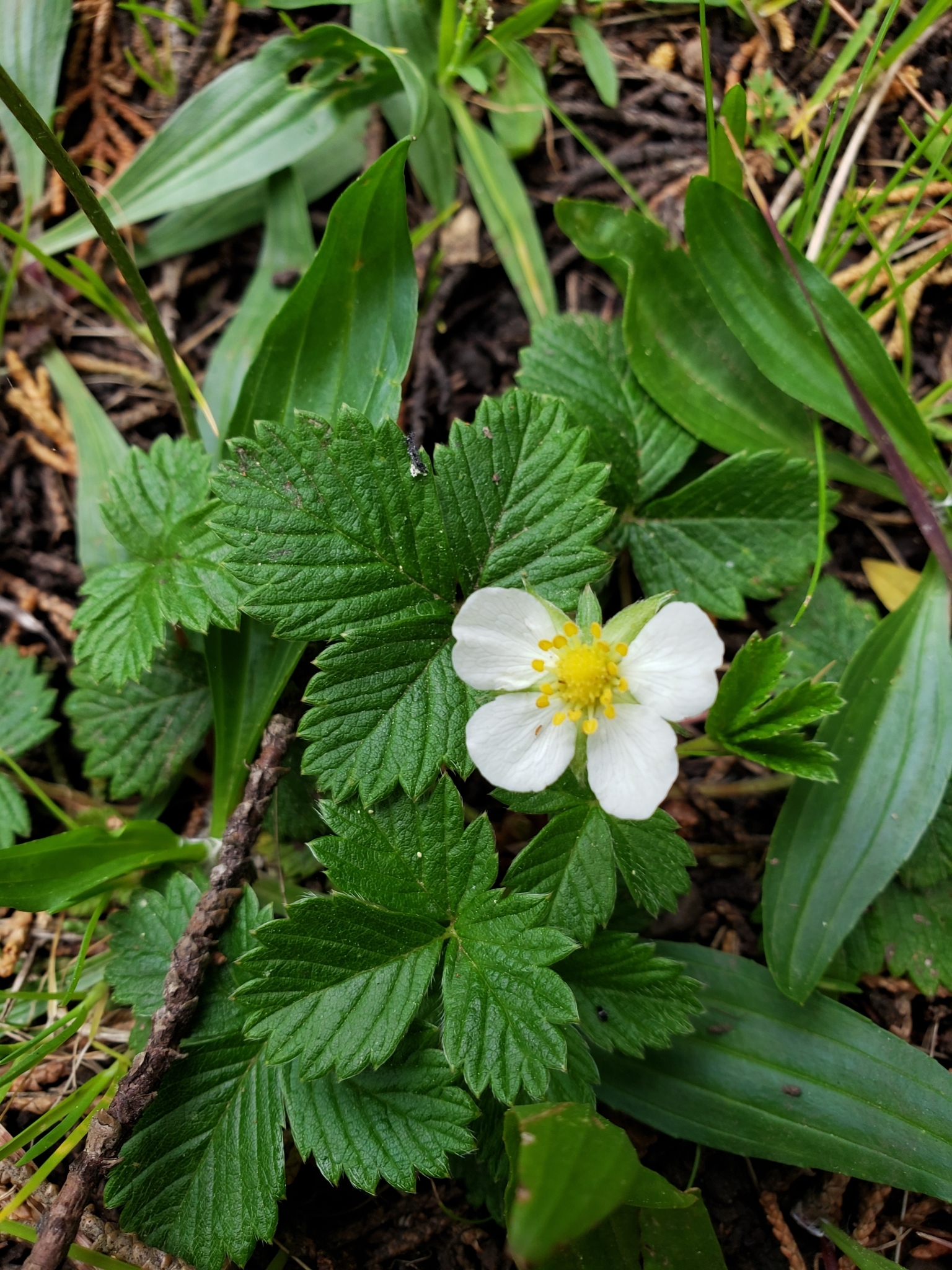 Wild Strawberry in Monterey County, California (3/13/2020).