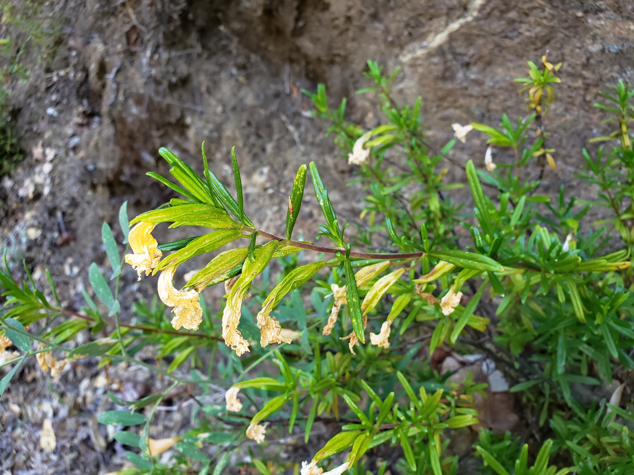 Monterey Monkeyflower in Monterey County, California (6/19/2020).