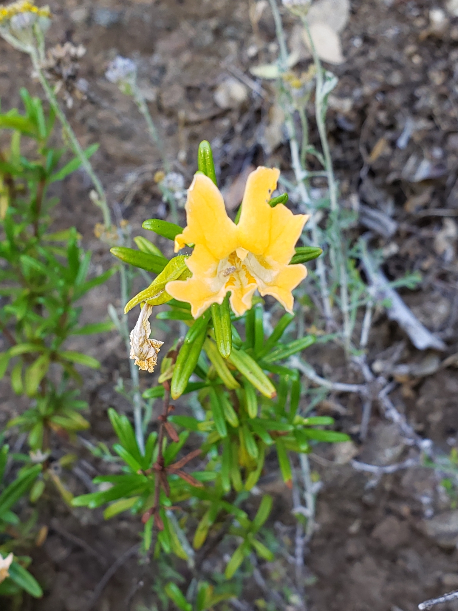 Monterey Monkeyflower in Monterey County, California (6/19/2020).