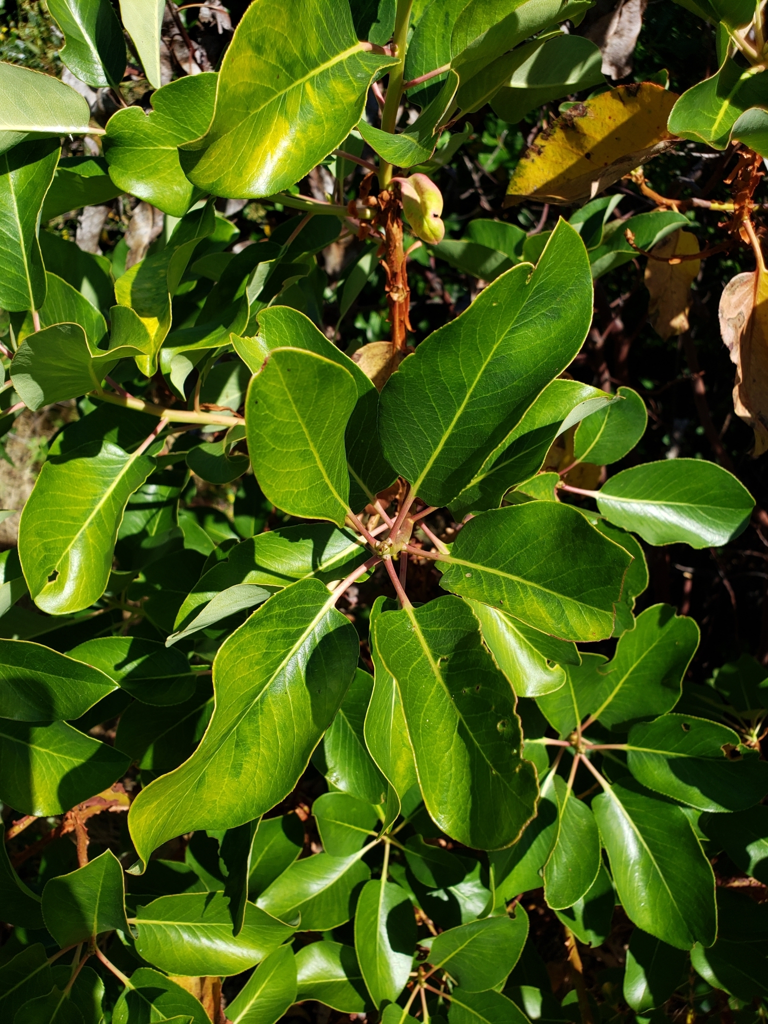 Pacific Madrone in Monterey County, California (6/19/2020).