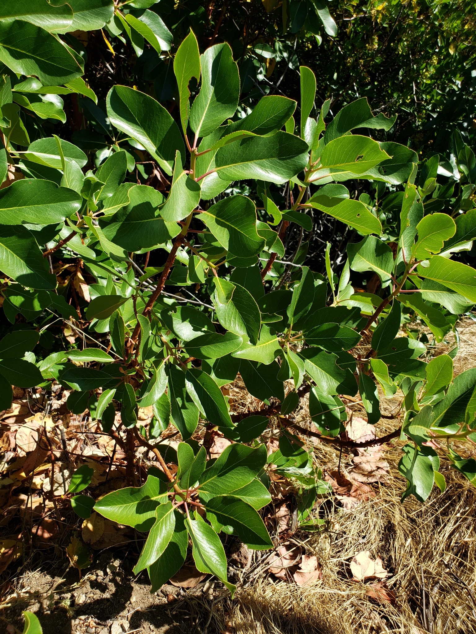 Pacific Madrone in Monterey County, California (6/19/2020).