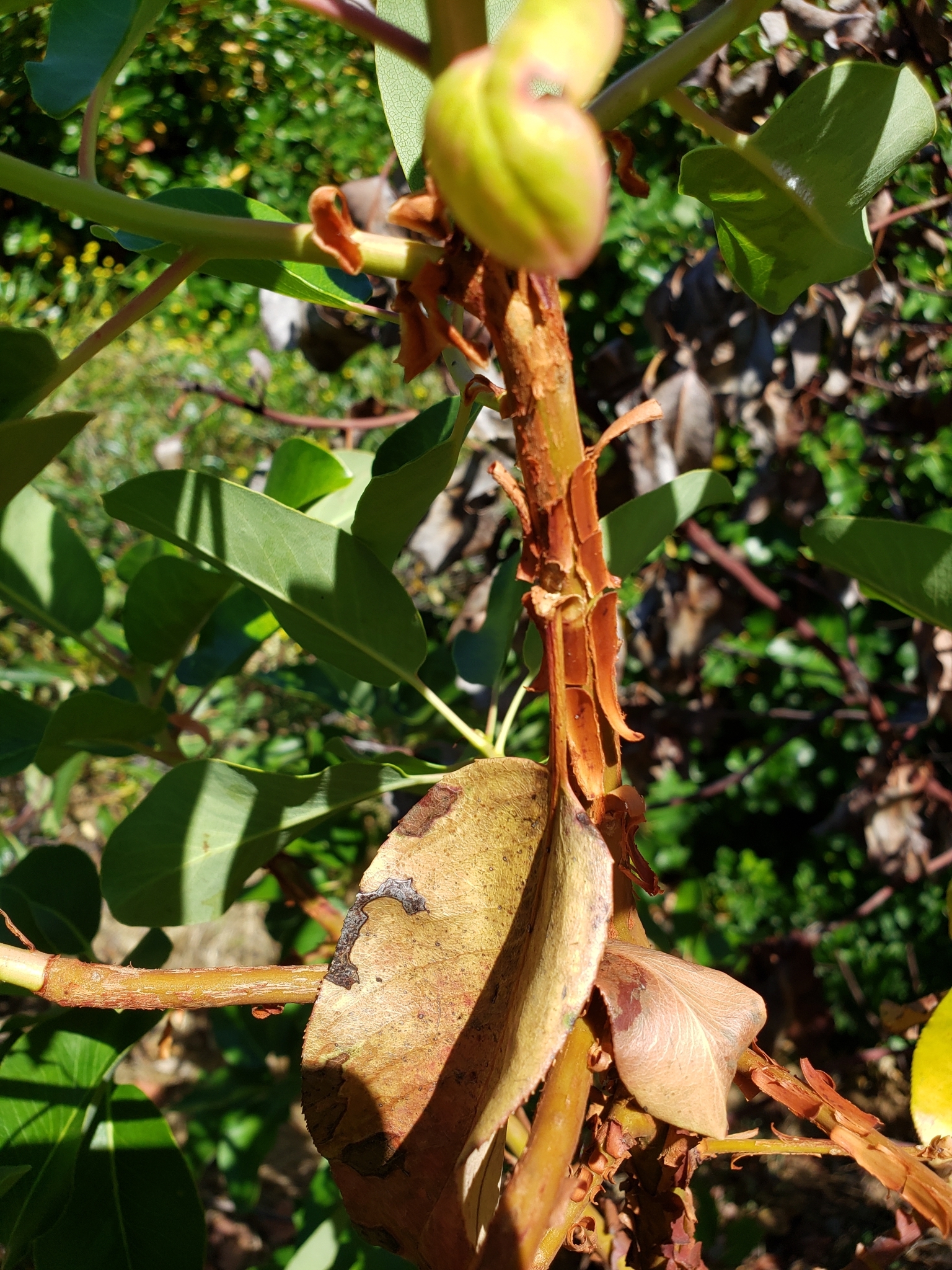 Pacific Madrone in Monterey County, California (6/19/2020).