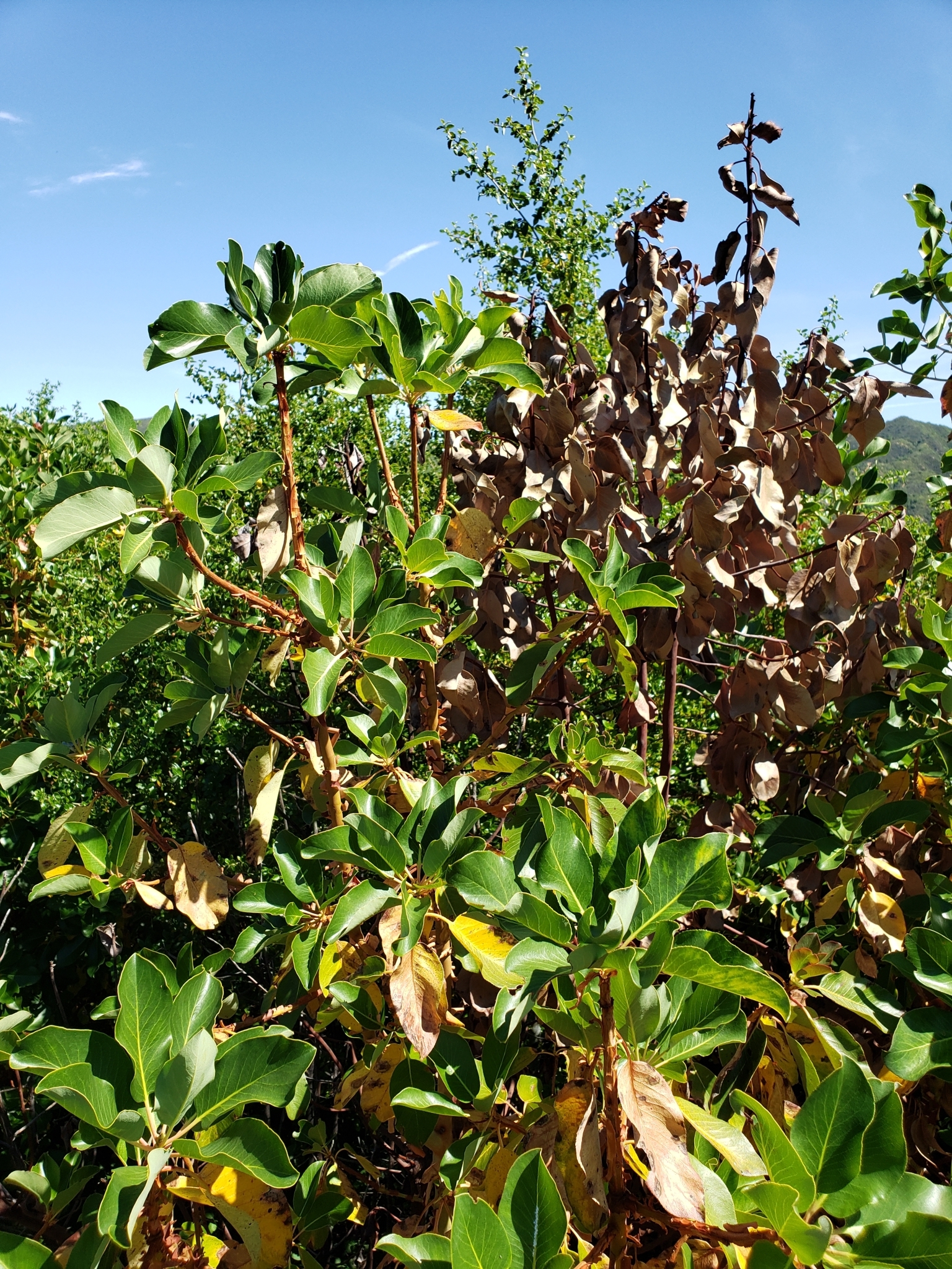 Pacific Madrone in Monterey County, California (6/19/2020).