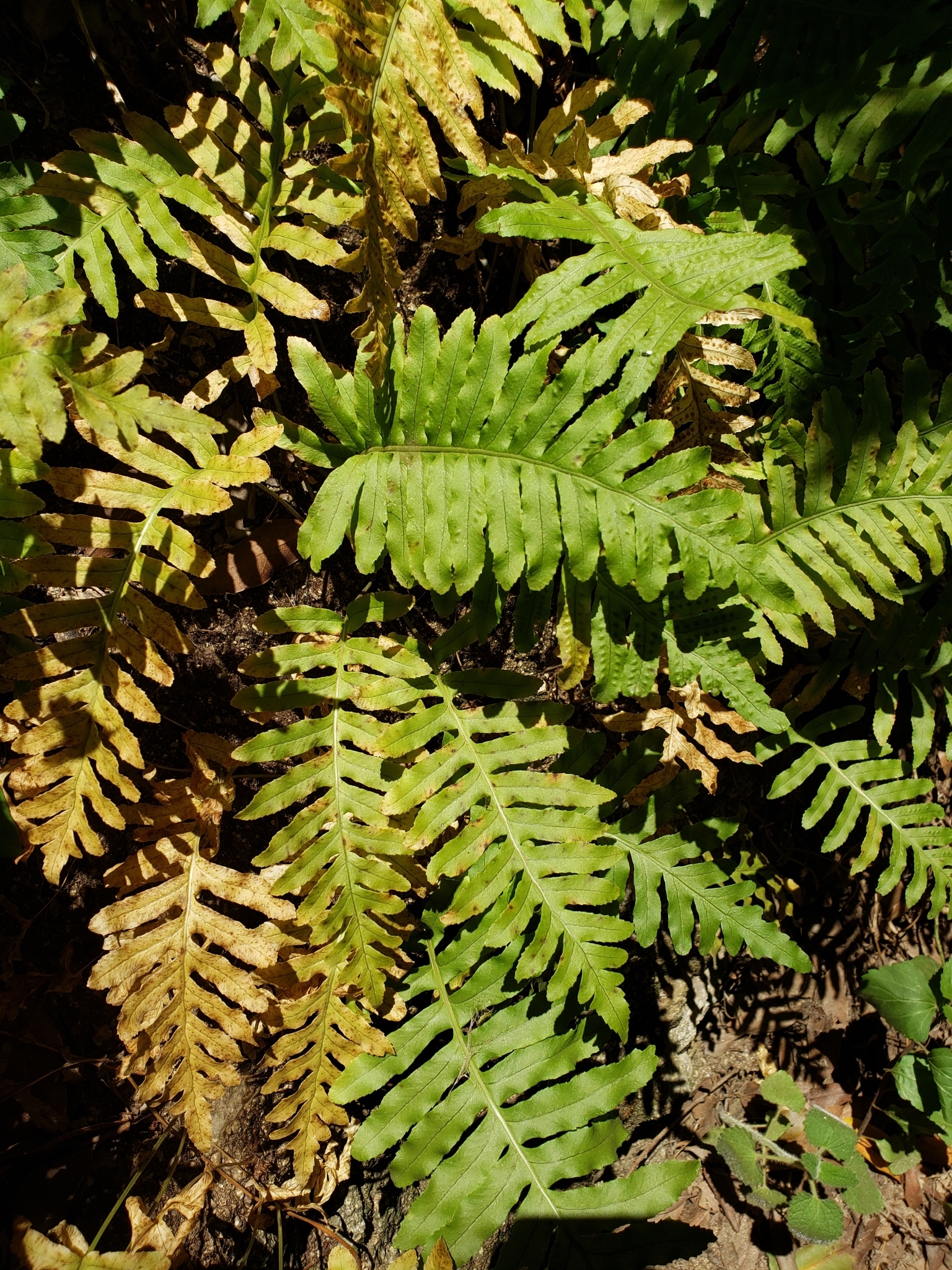 Genus<em> Polypodium</em> in Monterey County, California (6/19/2020).