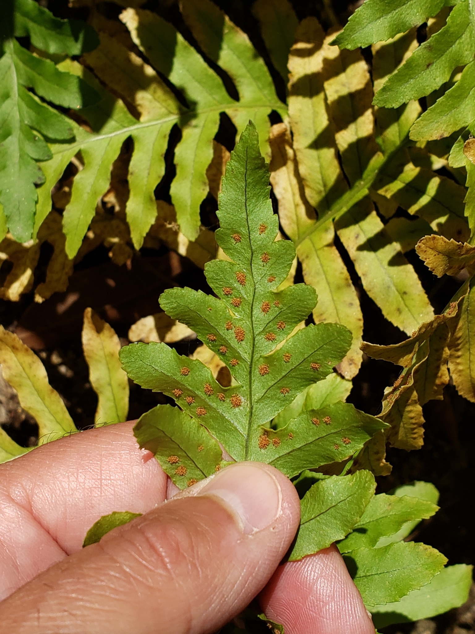 Genus<em> Polypodium</em> in Monterey County, California (6/19/2020).