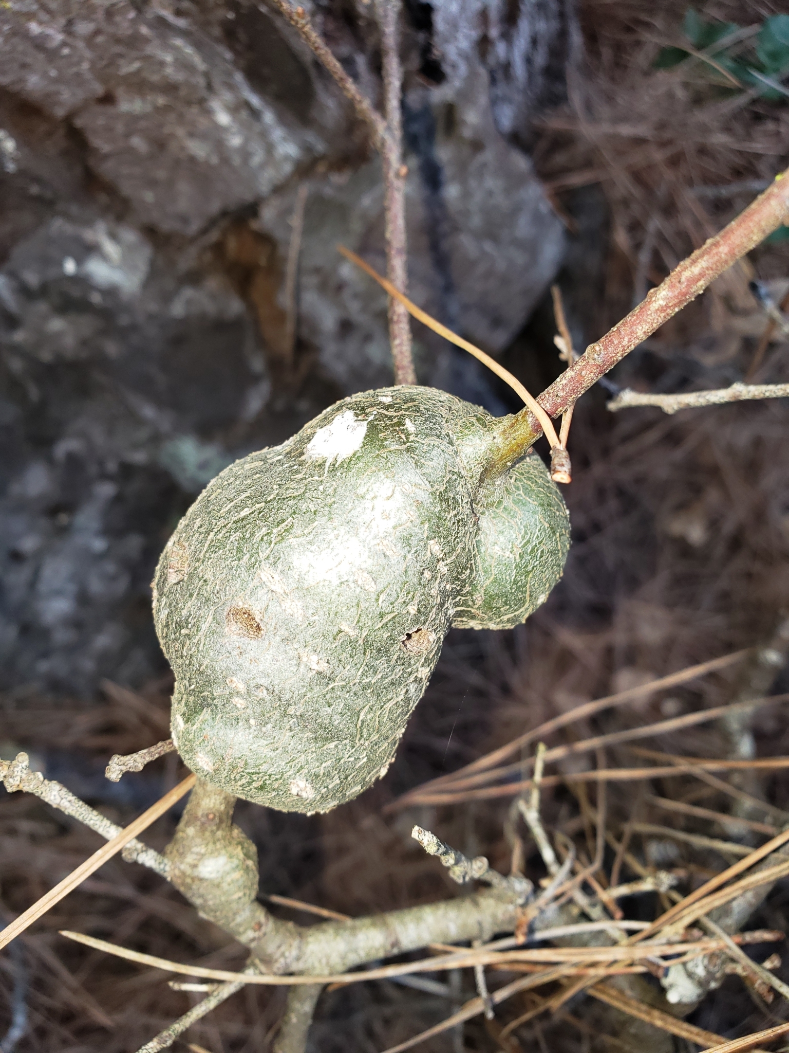 Gouty Stem Gall Wasp in Monterey County, California (12/2/2020).