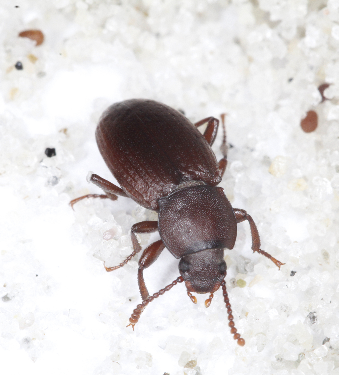 Family Tenebrionidae in Monterey County, California (11/28/2020).