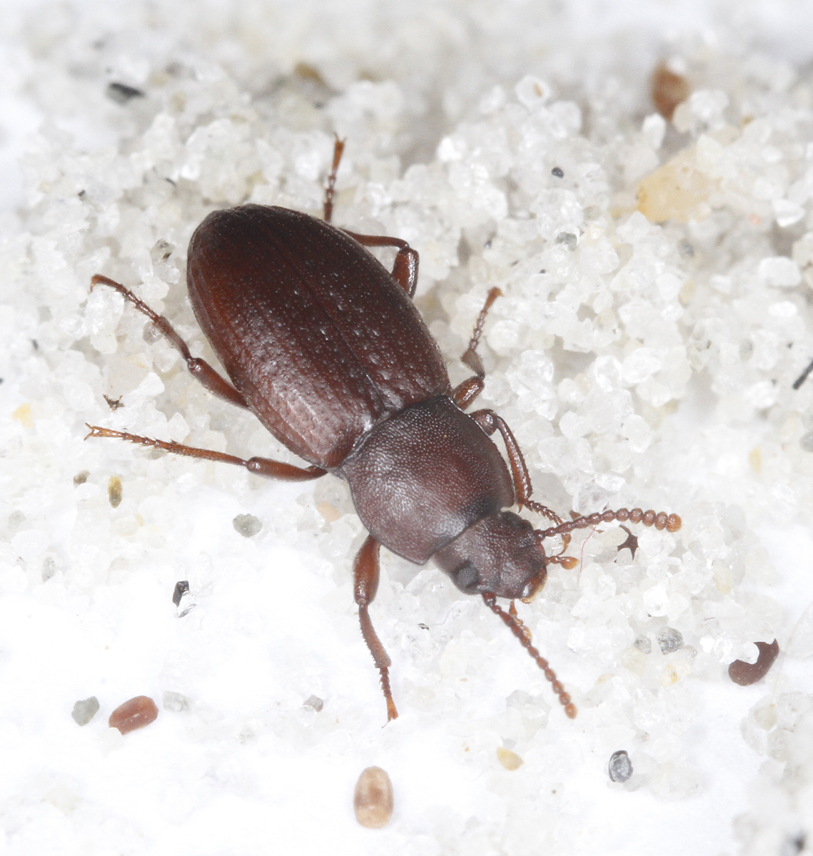 Family Tenebrionidae in Monterey County, California (11/28/2020).