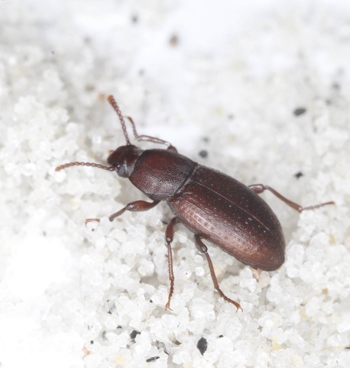 Family Tenebrionidae in Monterey County, California (11/28/2020).