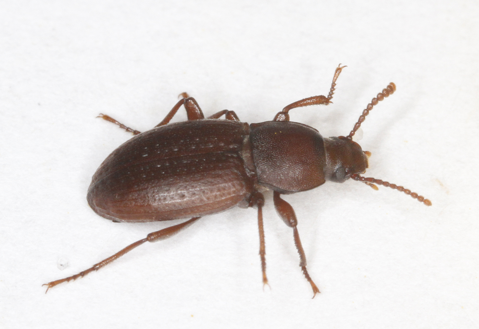 Family Tenebrionidae in Monterey County, California (11/28/2020).