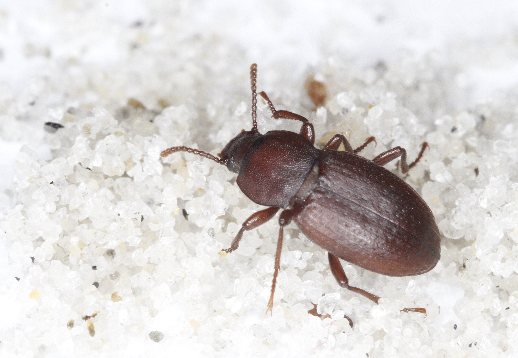 Family Tenebrionidae in Monterey County, California (11/28/2020).