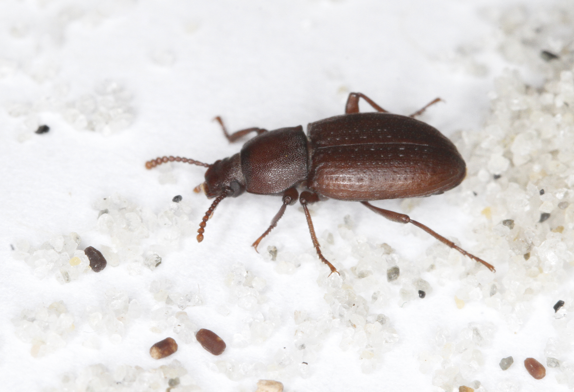 Family Tenebrionidae in Monterey County, California (11/28/2020).
