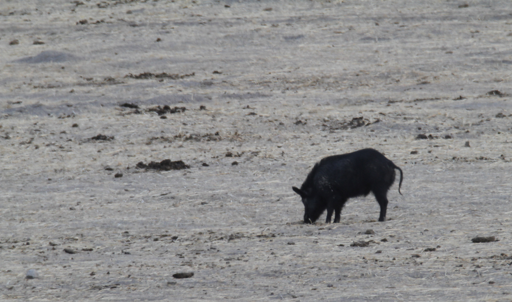 Wild Boar in Monterey County, California (12/5/2020).
