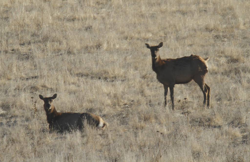 American Elk in Monterey County, California (12/5/2020).