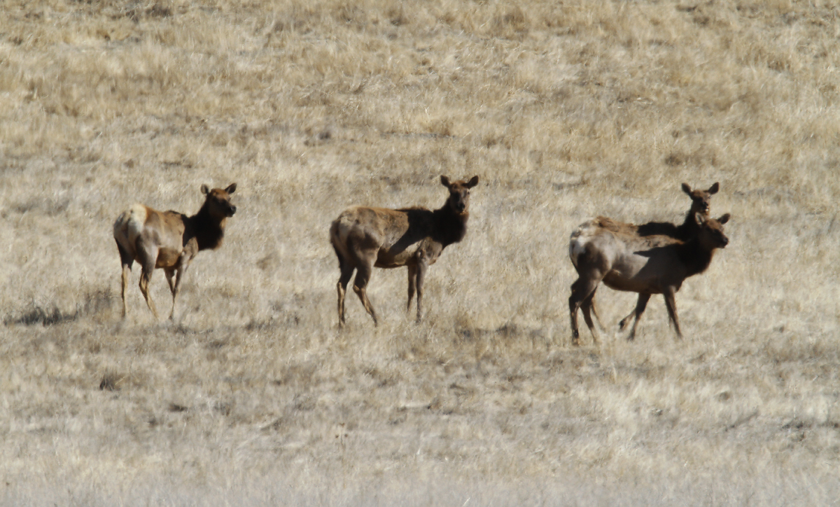 American Elk in Monterey County, California (12/5/2020).