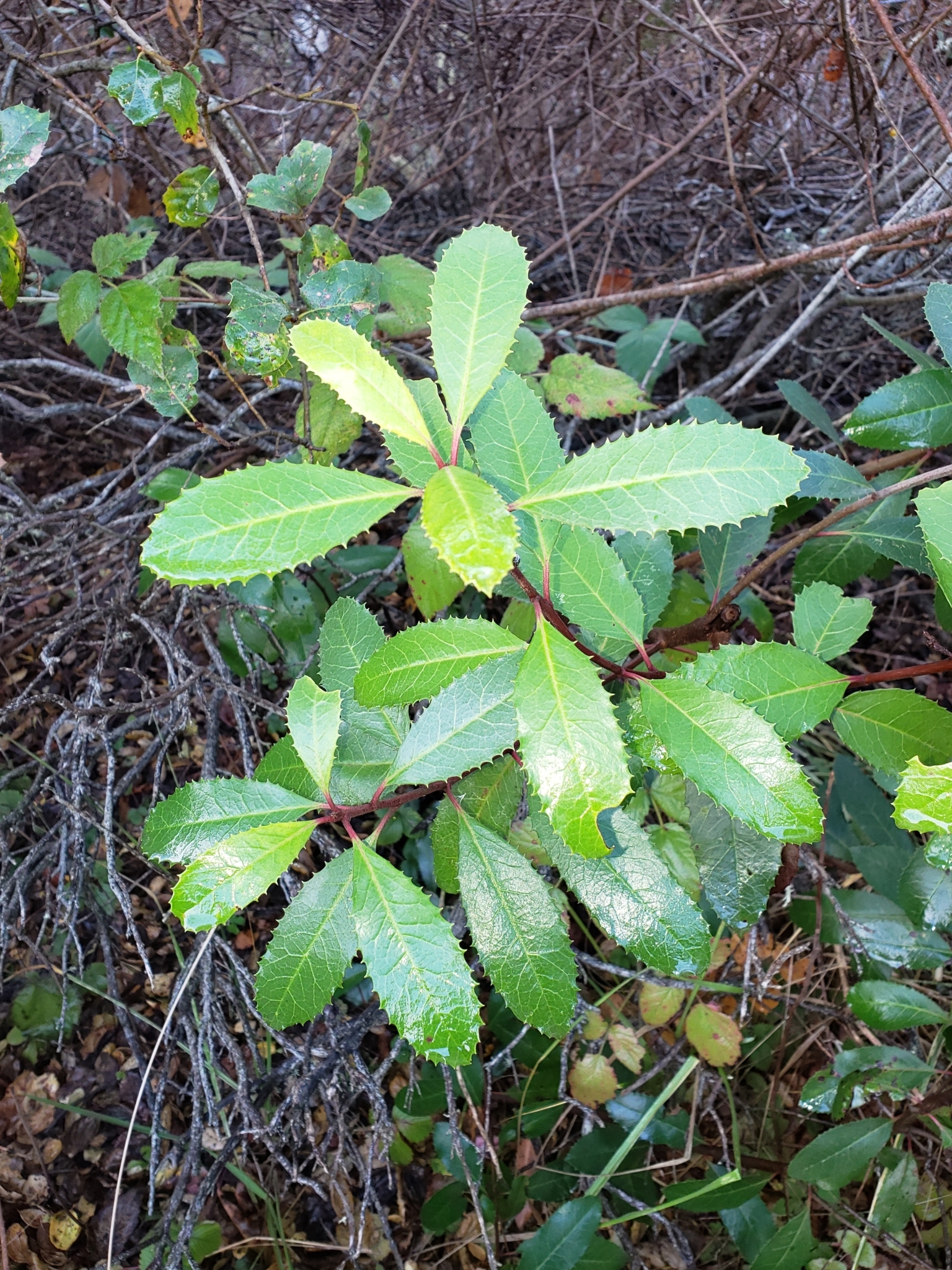 Toyon in Monterey County, California (12/12/2020).